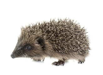 baby hedgehog in studio