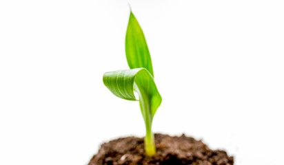 Concept birth of idea- sprout from soil on white background