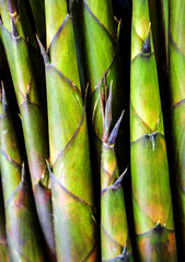 Texture of bamboo shoot, vegetable background