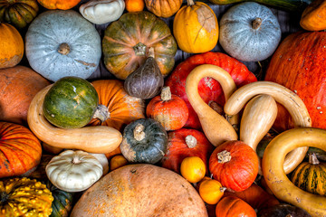 Colourful assortment of pumpkins, squashes and gourds