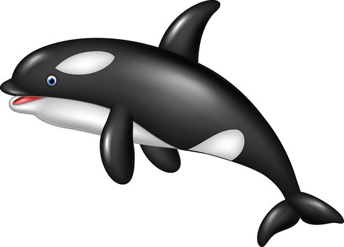 Cartoon orca isolated on white background