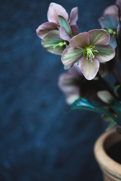 Hellebore