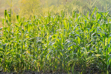 Obraz premium Green corn field in agricultural garden