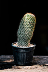 Cactus on Wooden Table