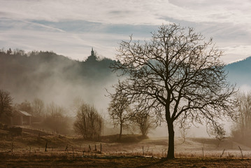 View of dried autumn tree on landscape of foggy forest
