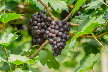 Bunch of ripe grapes (BLACKOPOR) on a vine in agricultural garden