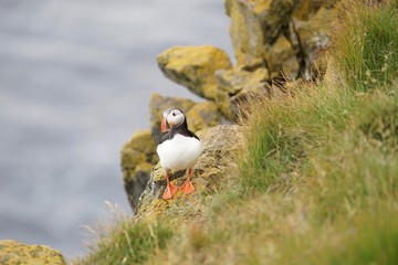 Naklejka premium Papageitaucher / Puffin an den Klippen von Latrabjarg, Westfjorde / Island 