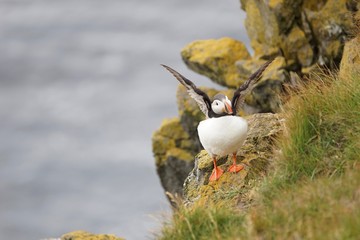 Papageitaucher / Puffin an den Klippen von Latrabjarg, Westfjorde / Island 