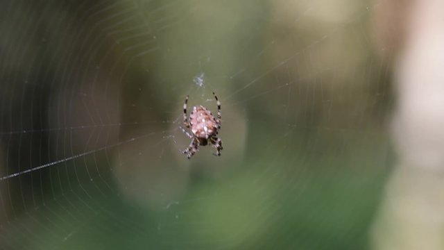 Gartenkreuzspinne sitzt in ihren Netz, Wind, (Araneus diadematus)