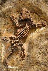 Naklejka premium Lizard skeletom prehistoric fossil stone