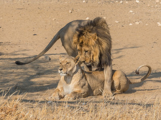 Courting Lion Pair © David_Steele
