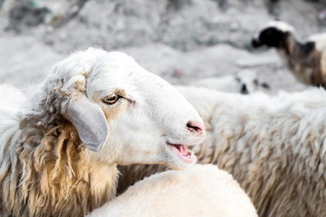 Portrait of sheep