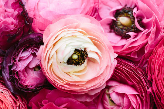 Bouquet of pink ranunculus shot from above