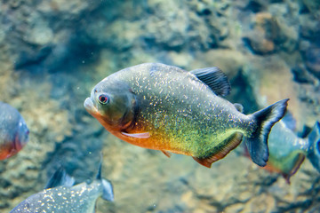 Moscow Aquarium