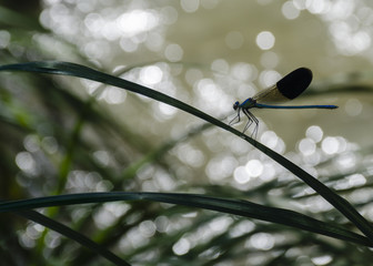 In the midday meditations