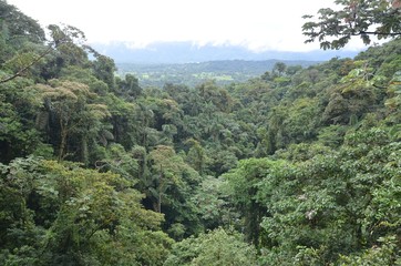 Canop&eacute;e, dans la r&eacute;gion du volcan Arenal, au Costa Rica avec sa jungle et ses ponts suspendus