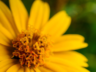 Close up image of heart shape pollen of yellow daisy flower, Soft and selective focus
