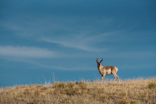 Pronghorn Antilope