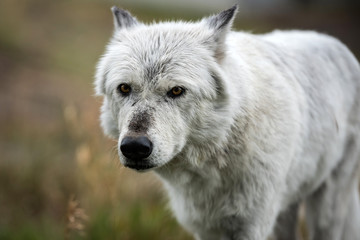 Obraz premium Portret wilka