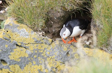 Papageitaucher / Puffin an den Klippen von Latrabjarg, Westfjorde / Island 