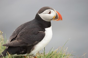 Papageitaucher / Puffin an den Klippen von Latrabjarg, Westfjorde / Island 
