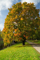 Naklejka premium Golden autumn in a city park.Yellow, red and purple maple trees and blue sky. People walking. Latvia, Riga.
