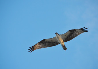 Osprey, St. Augustine, Florida