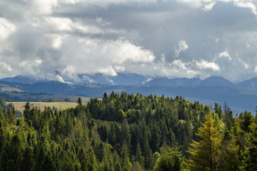 a lot of fir trees on a background of mountains and clouds