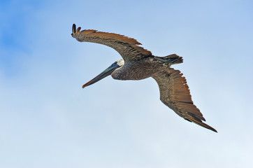Brown Pelican soaring by the ocean