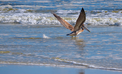 Pelican in surf, St. Augustine, Florida