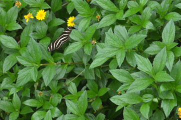 Zebra Longwing butterfly