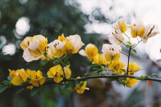 Yellow Bougainvillea