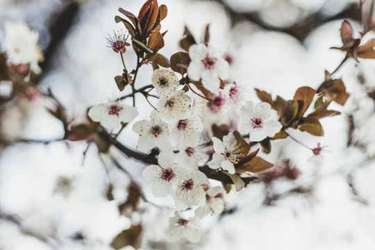 Spring blossom