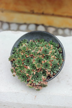 sempervivum succulent plants in flower pot