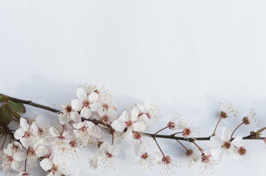 Spring flowers copyspace