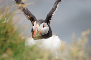 Papageitaucher / Puffin an den Klippen von Latrabjarg, Westfjorde / Island 