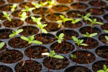 Marigold seedlings in black pots