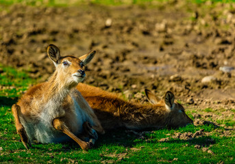 Oryx algazelle