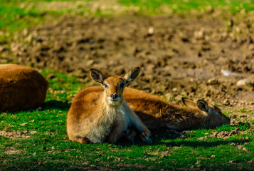 Oryx algazelle