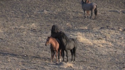 Wild Horses Mating in the Utah Desert