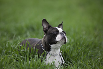 Boston terrier puppy with nose up in the air