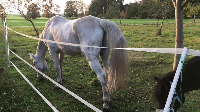 Pferd, Pferde auf Koppel 