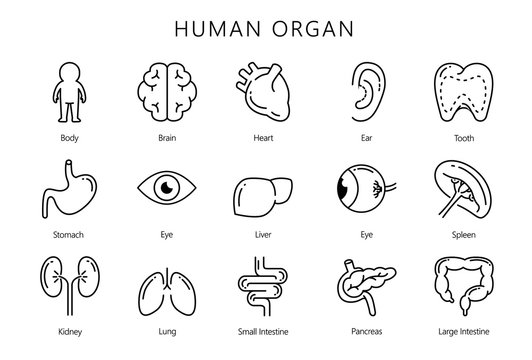 Human internal organ in line icon style collection. Illustration about medical and anatomy.