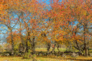 Treeline with the fall colors at a stone wall