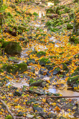 Creek canyon with autumn leaves