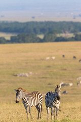 Two zebras on the savannah