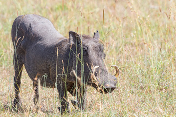 Warthog standing on her knees on the grass of the savannah