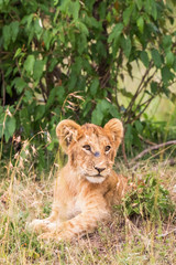 Obraz na płótnie Canvas Cute Lion Cub lying in the grass under a bush