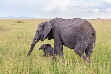 Naklejka na ściany i meble Elephant with calf walking in the grass on the savanna