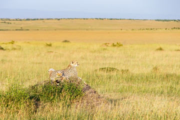 Cheetah mother with cubs lying and watching at the savannah